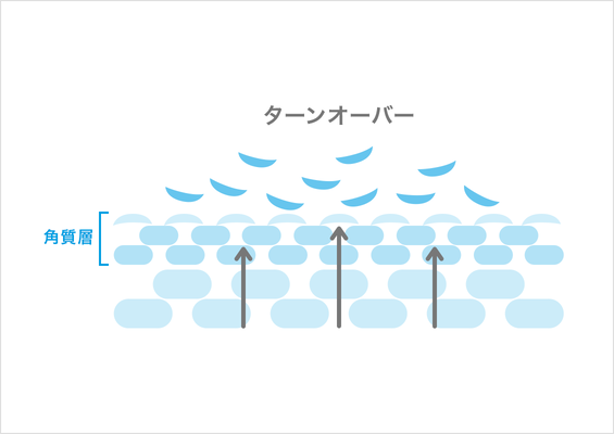 「肌の生まれ変わり活動」ターンオーバー
