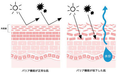 バリア機能が正常な肌 バリア機能が低下した肌 角質層