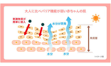角質層のバリア機能が弱く水分が出やすい