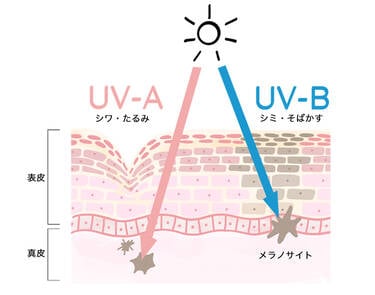 UV-A シワ・たるみ UV-B シミ・そばかす メラノサイト