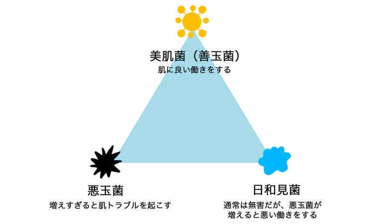 美肌菌(善玉菌) 肌に良い働きをする 悪玉菌 増えすぎると肌トラブルを起こす 日和見菌 通常は無害だが、悪玉菌が増えると悪い働きをする
