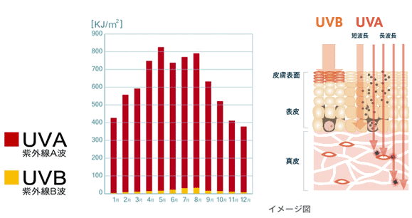皮膚に届く財外線量の約95%がUVA