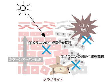 効果①メラニンの生成を抑制する