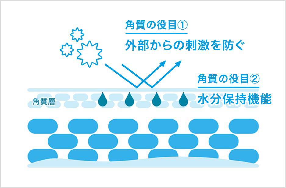 角質の役目①外部からの刺激を防ぐ 角質の役目②水分保持機能