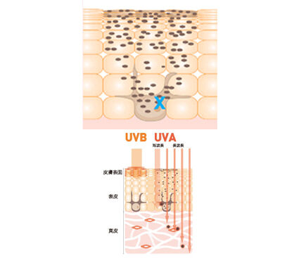 強い紫外線によるシミ・くすみやエイジングサイン
