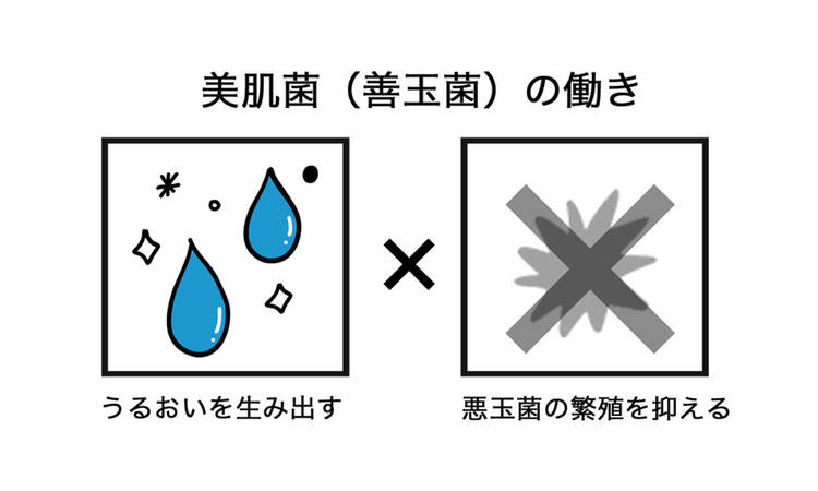 美肌菌(善玉菌)の働き うるおいを生み出す 悪玉菌の繁殖を抑える