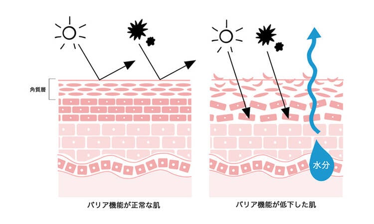 角質層 バリア機能が正常な肌 バリア機能が低下した肌