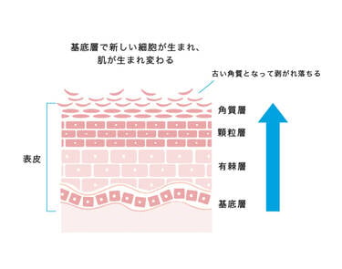 基底層で新しい細胞が生まれ、肌が生まれ変わる 古い角質となって剥がれ落ちる 表皮 角質層 顆粒層 有棘層 基底層