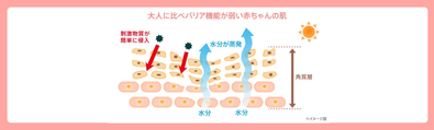 角質層のバリア機能が弱く水分が出やすい