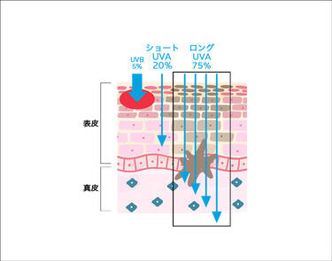 UVBの性質と肌への影響