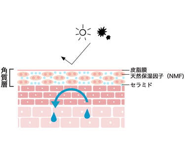 角質層 皮脂膜 天然保湿因子(NMF) セラミド