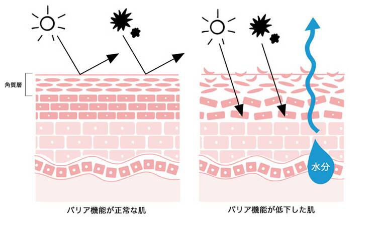 角質層 バリア機能が正常な肌 バリア機能が低下した肌 水分↑