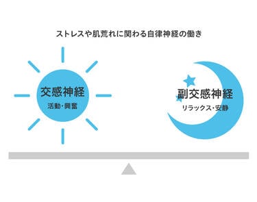 ストレスや肌荒れに関わる自律神経の働き 交感神経:活動・興奮 副交感神経:リラックス・安静