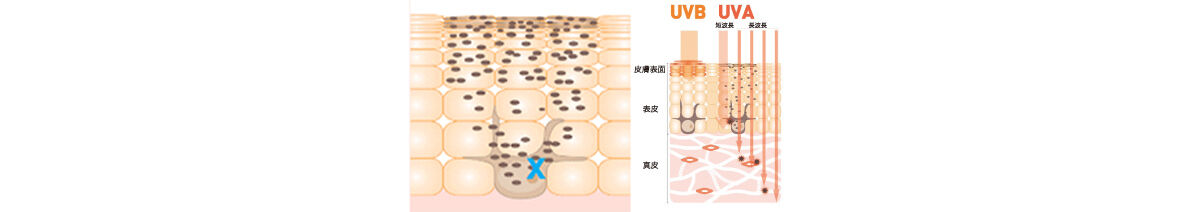 強い紫外線によるシミ・くすみやエイジングサイン