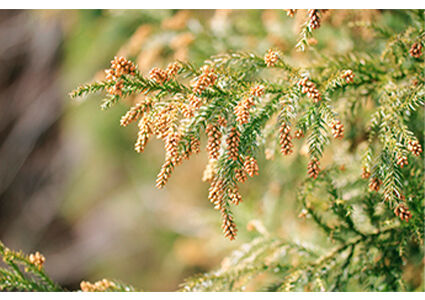 花粉のイメージ