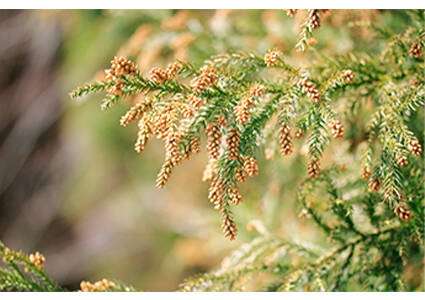 花粉のイメージ